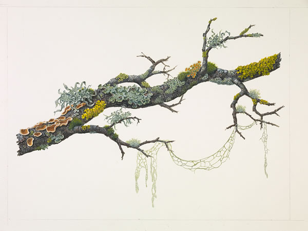 Sml Oak Branch w/Fungi & Lichens